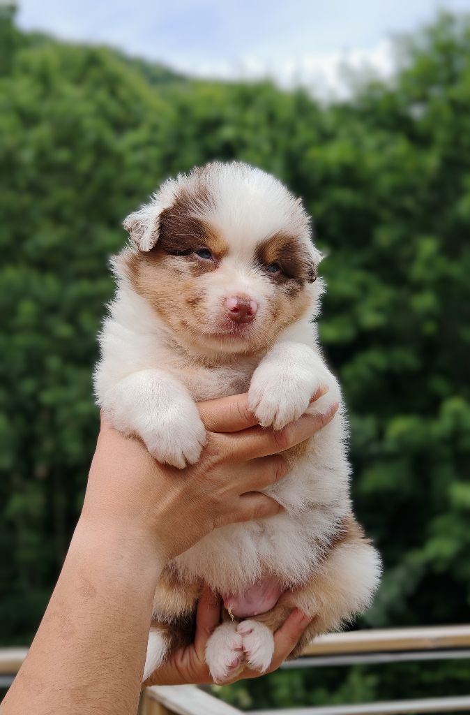 De La Terre Du Fackenthal - Chiots disponibles - Berger Australien