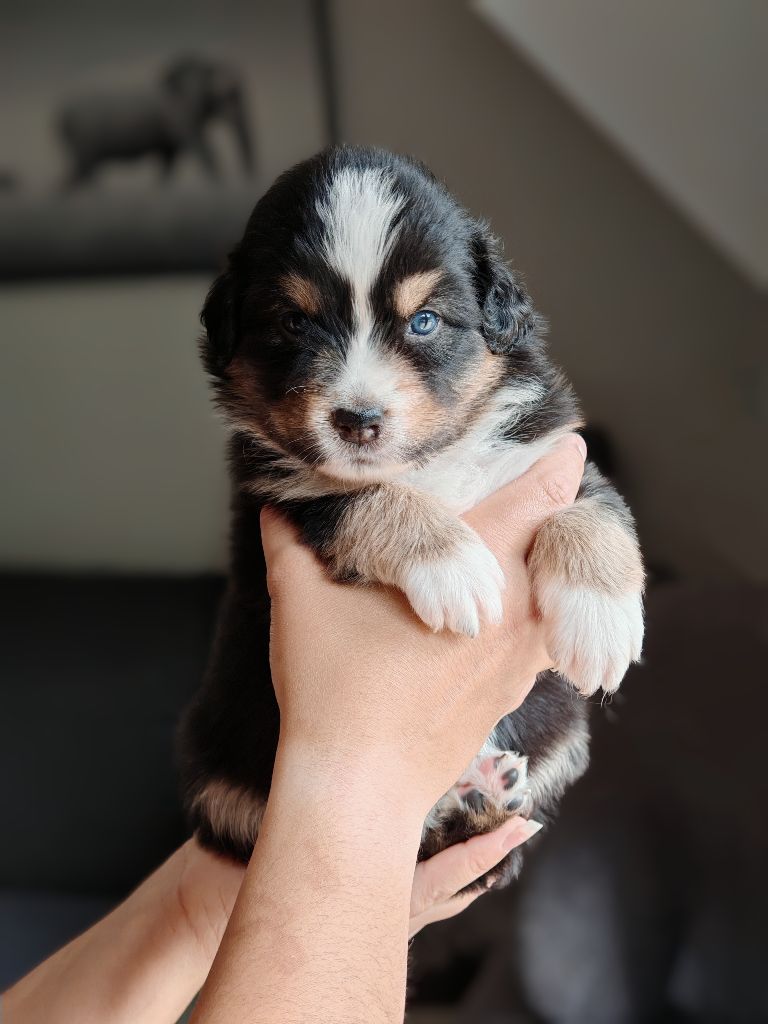 De La Terre Du Fackenthal - Chiots disponibles - Berger Australien