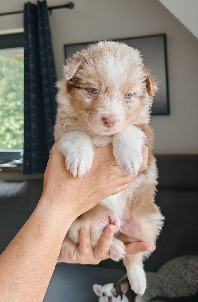 De La Terre Du Fackenthal - Chiots disponibles - Berger Australien