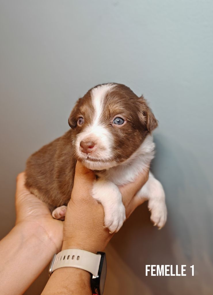 De La Terre Du Fackenthal - Chiots disponibles - Berger Australien