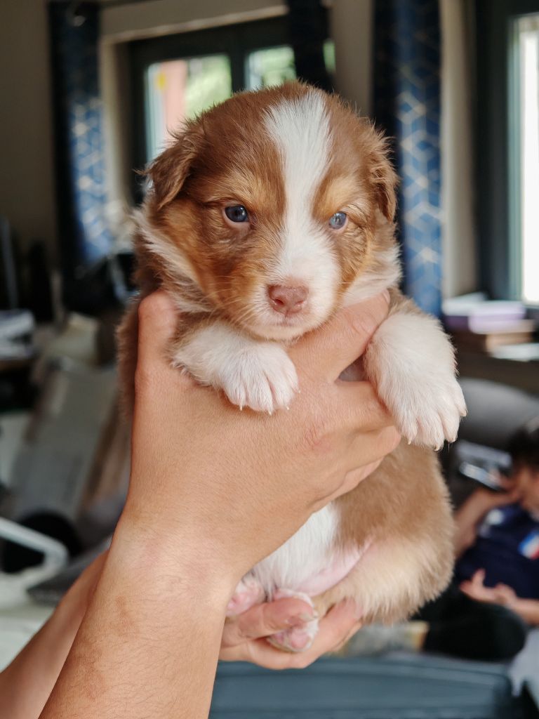 De La Terre Du Fackenthal - Chiots disponibles - Berger Australien